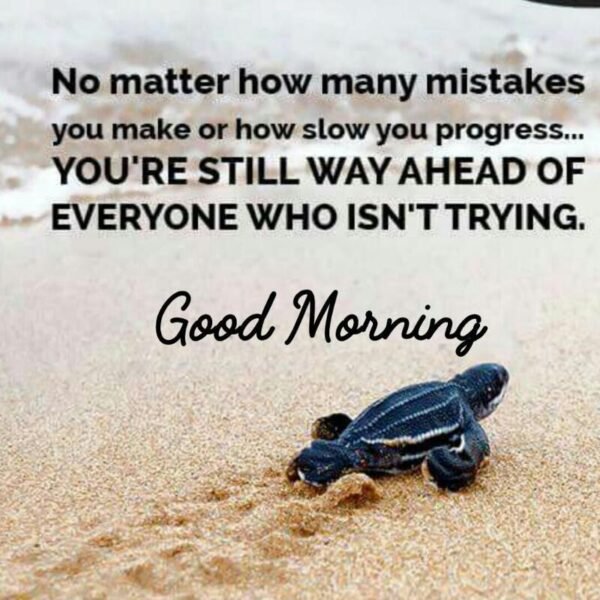 Wonderful Morning Beautiful Turtle Pic