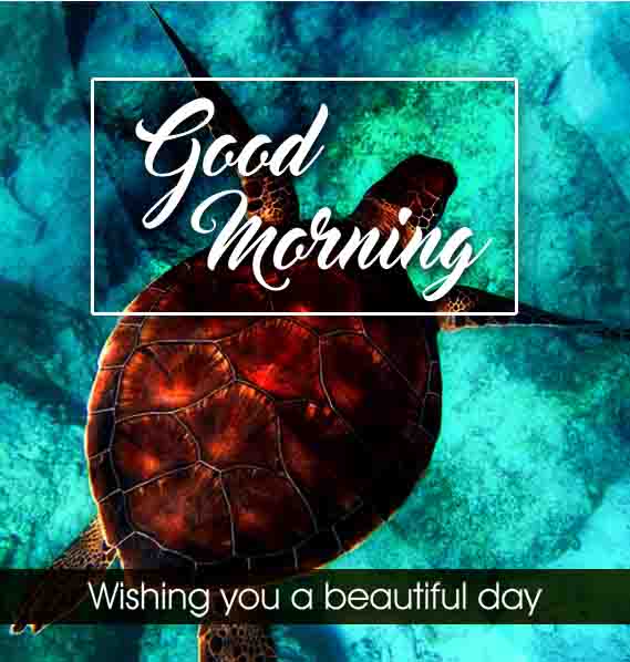 Wonderful Morning Beautiful Turtle Picture