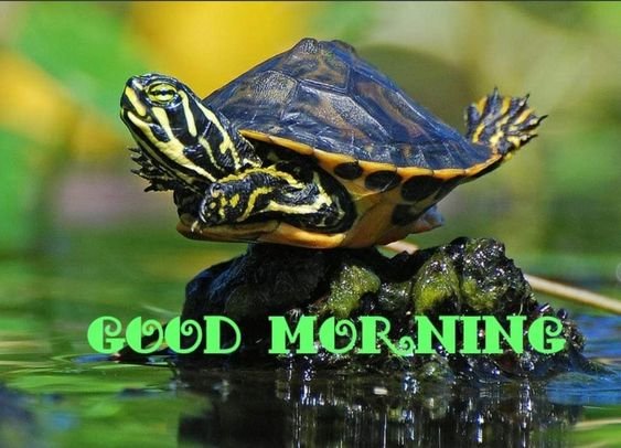 Wonderful Morning Beautiful Turtle