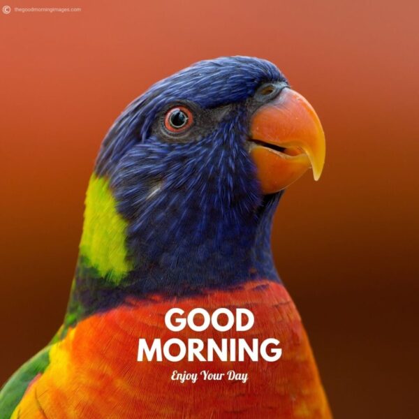 Wonderful Morning Beautiful Parrot Birds