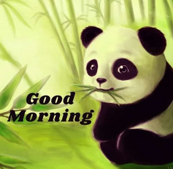 Wonderful Morning Panda Friends