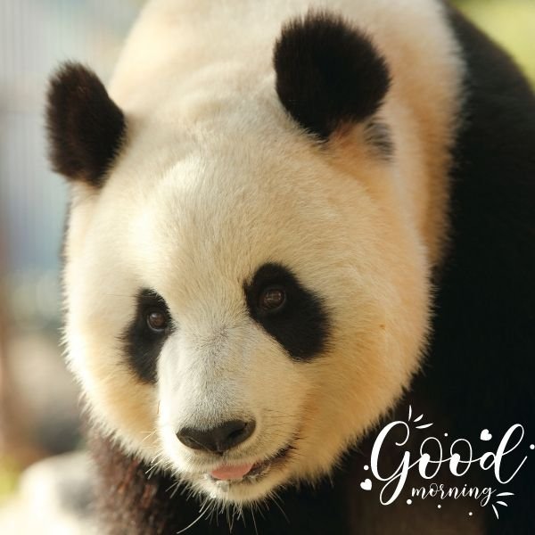 Wonderful Morning Panda Image