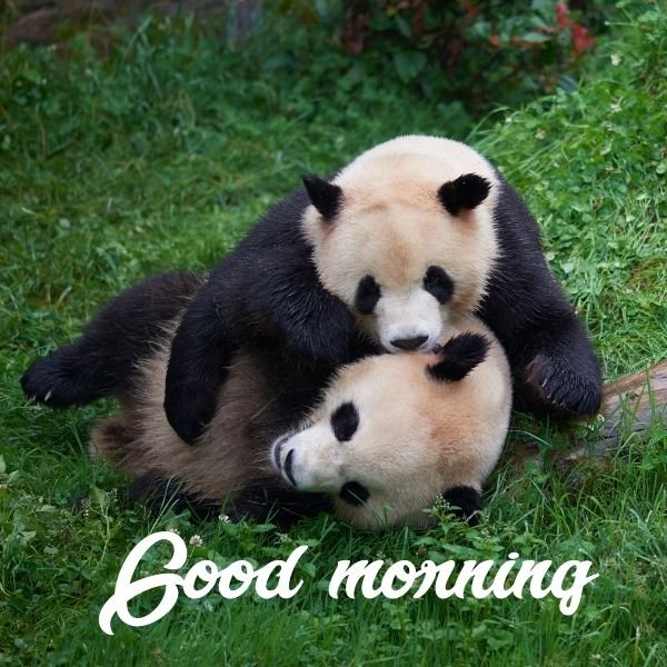 Wonderful Morning Panda Pic