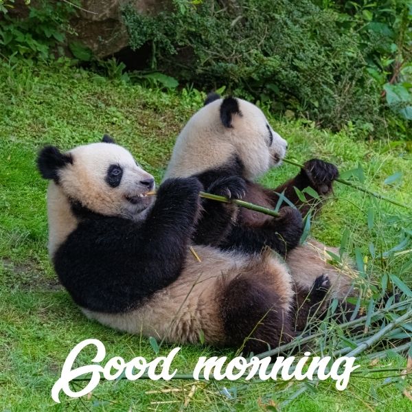 Wonderful Morning Panda Picture