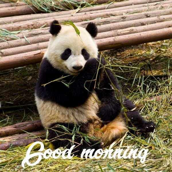 Wonderful Morning Panda