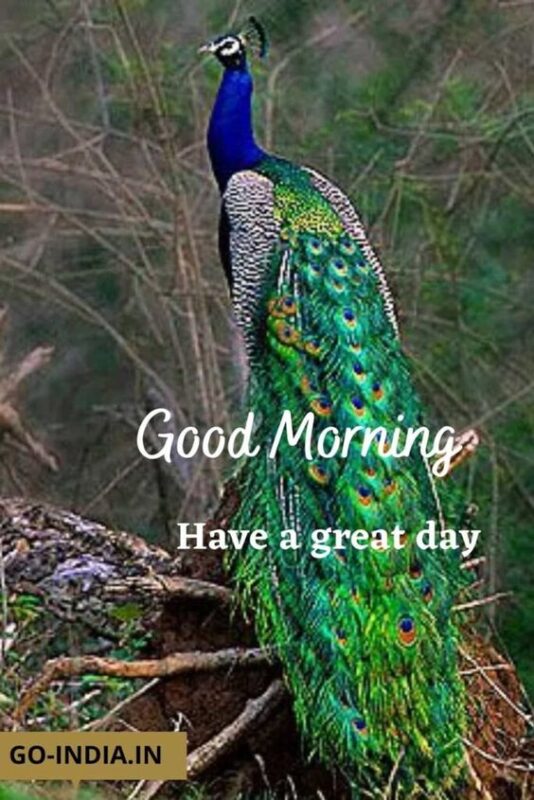 Wonderful Morning Peacock Pic