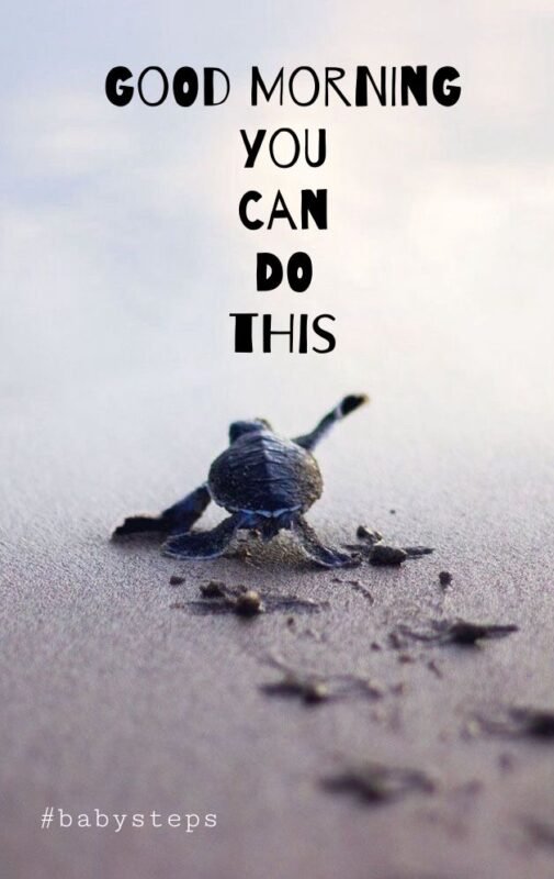 Wonderful Morning Turtle