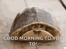 Wonderful Morning Turtle Peekaboo