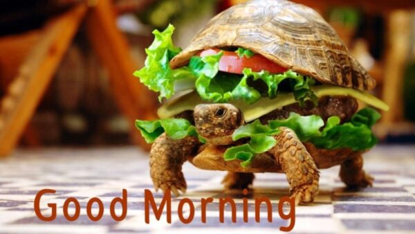 Wonderful Morning Turtle Pic