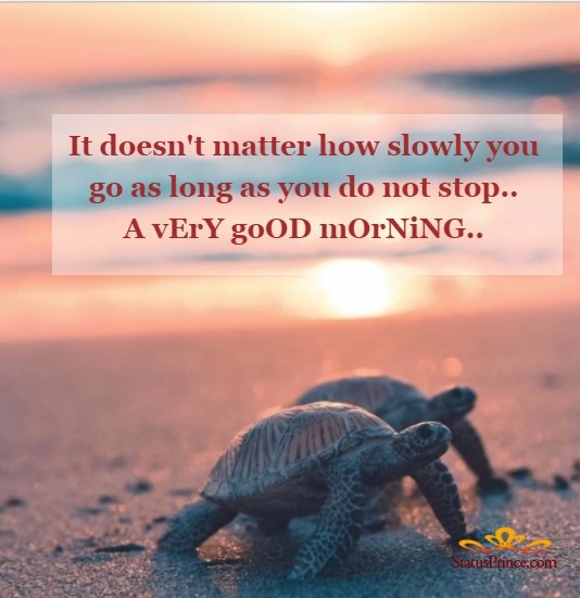 Wonderful Morning Turtle Pic