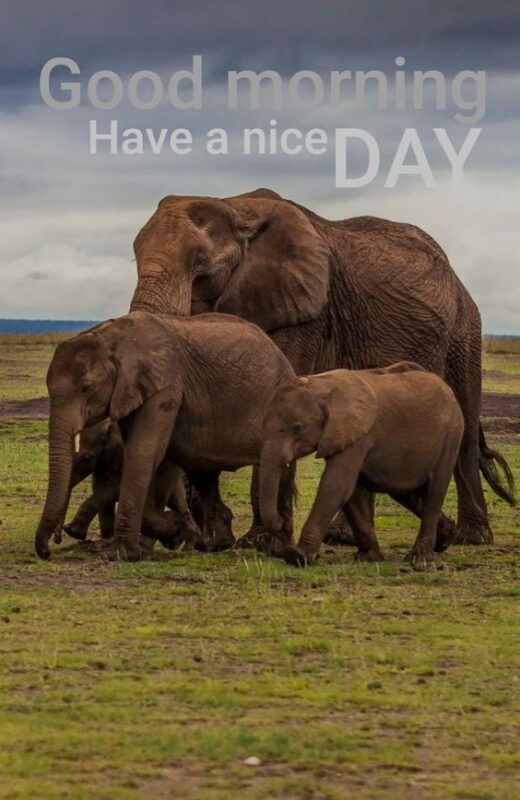 Have A Nice Day Good Morning Best Elephant