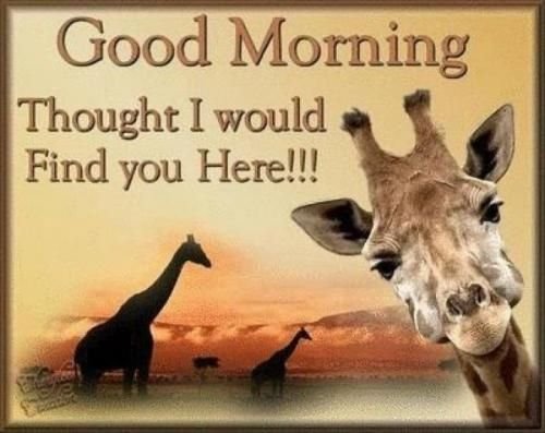 Amazing Good Morning Giraffe World