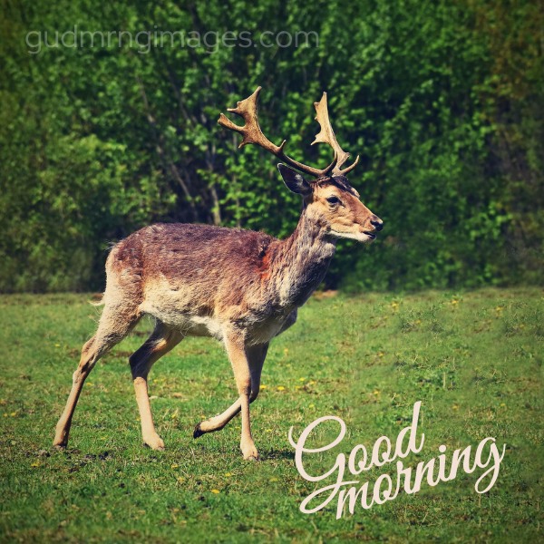 Beautiful Deer Good Morning Image
