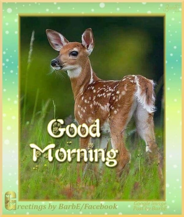 Beautiful Deer Good Morning Pictures