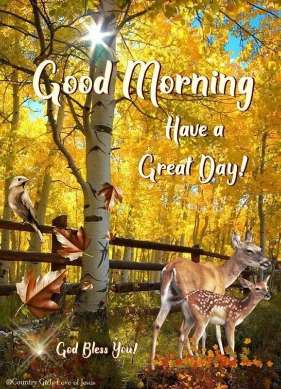 Beautiful Deer Have A Great Day Good Morning