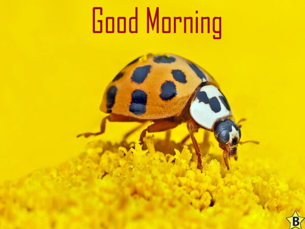 Beautiful Flowers Good Morning Picture Ladybug