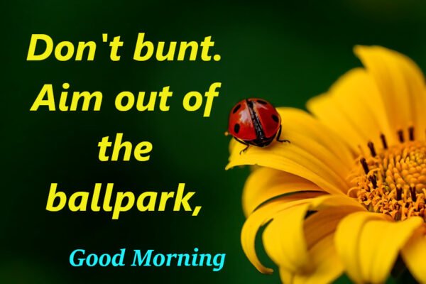 Beautiful Ladybug Good Morning Dont Bunt