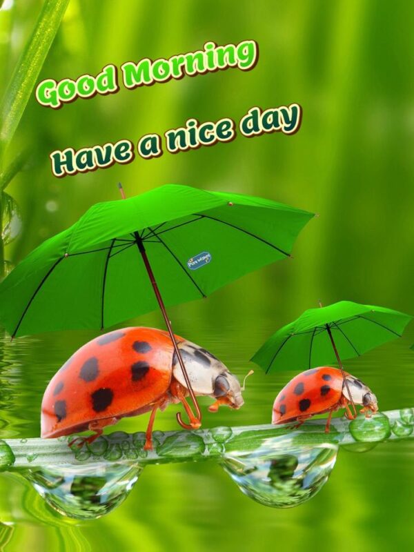 Beautiful Ladybug Good Morning Have A Nice Day