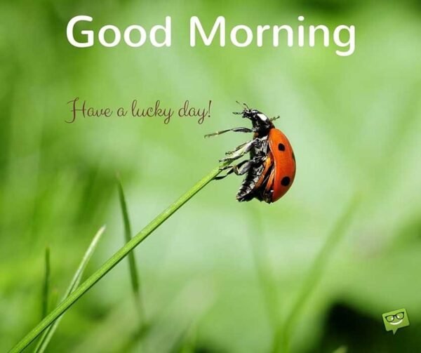 Beautiful Ladybug Good Morning Image