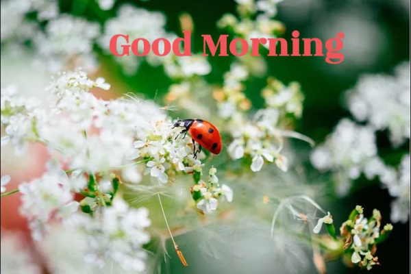 Beautiful Ladybug Good Morning Images