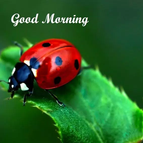 Beautiful Ladybug Good Morning Photo