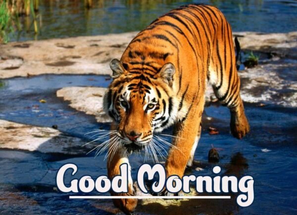 Beautiful Tiger Good Morning Image