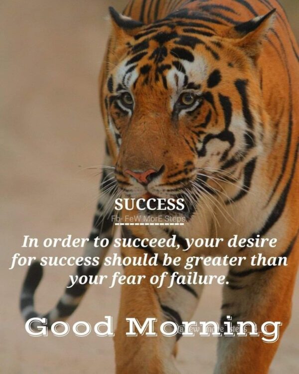 Beautiful Tiger Good Morning Pic