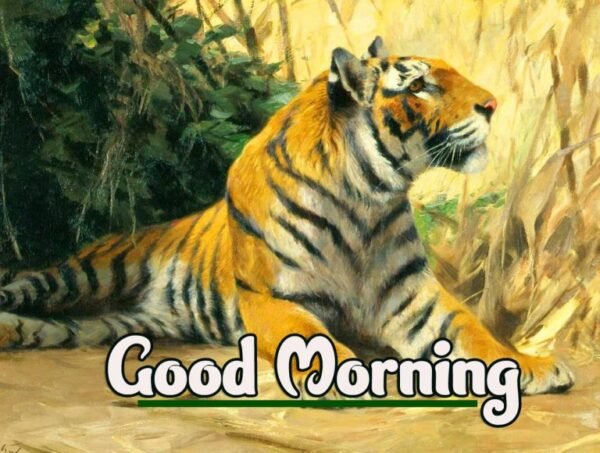 Beautiful Tiger Good Morning Picture