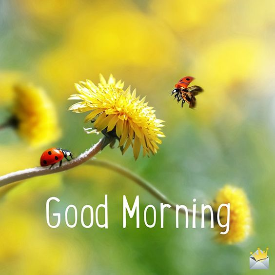 Bjackson Good Morning Images Ladybug