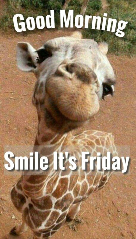 Cool Good Morning Giraffe Smile Its Friday