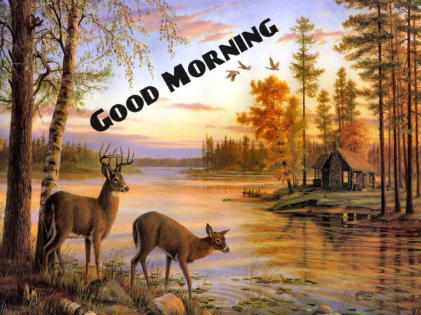 Cool Photo Of Good Morning Deer
