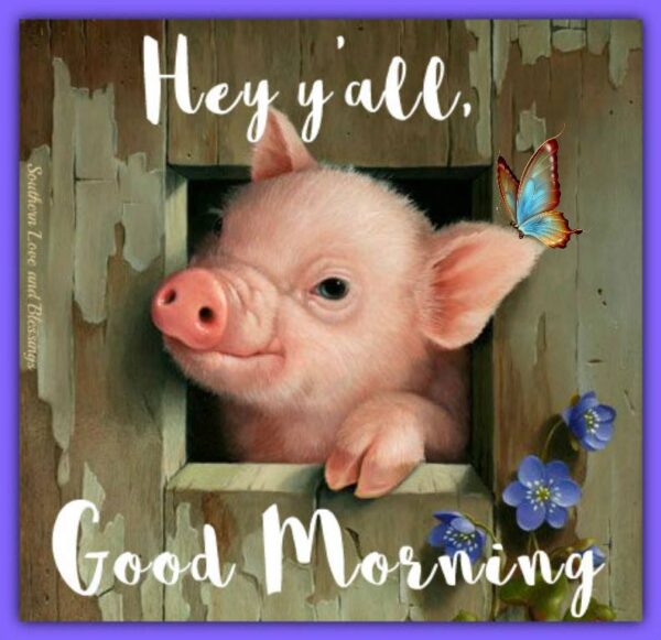 Cute Good Morning Piggy Pic