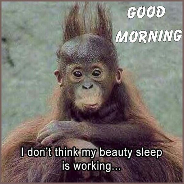 Cute Monkey Good Morning I Dont Think My