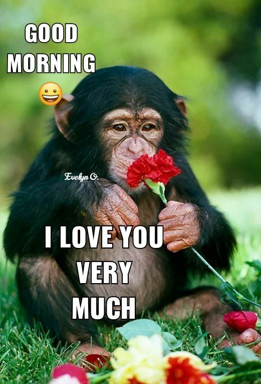 Cute Monkey Good Morning I Love You