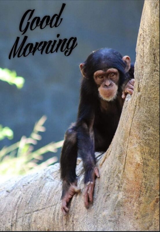 Cute Monkey Good Morning Pictures