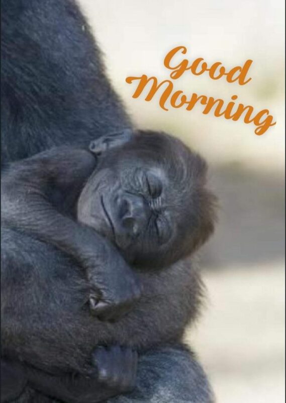 Cute Monkey Good Morning Sleep