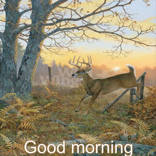 Deer Good Morning