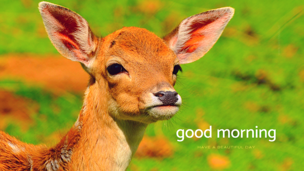 Deer Wild Animal Greetings Good Morning Wishes