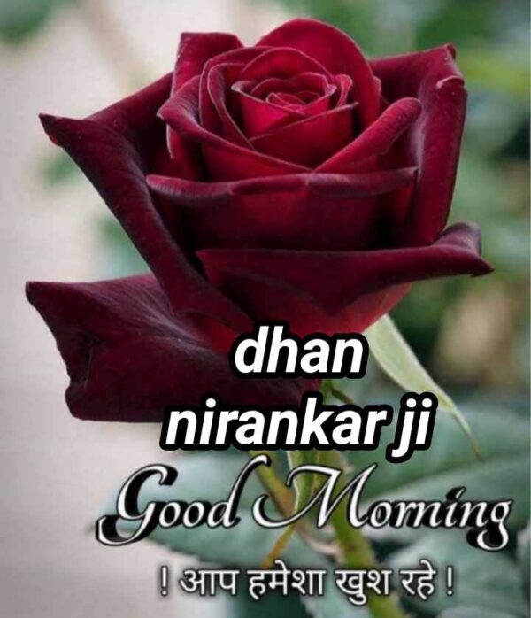 Dhan Nirankari Jii Good Morning Rose Image