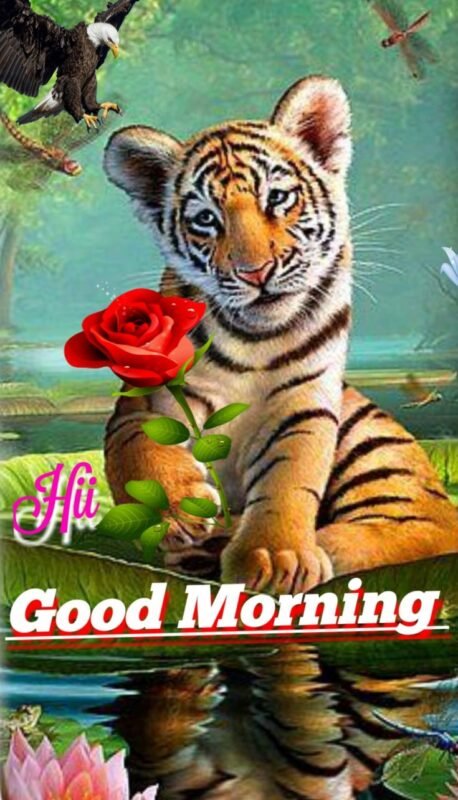 Fantastic Tiger Good Morning