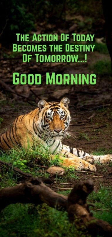 Fantastic Tiger Good Morning Image