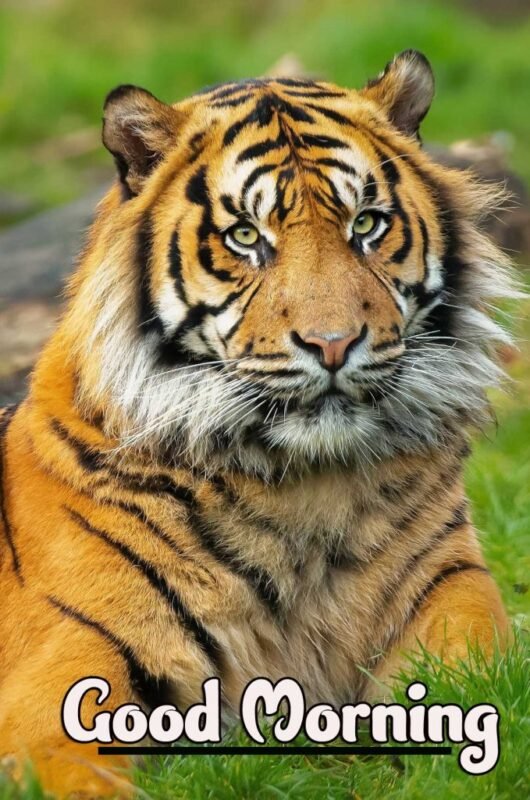 Fantastic Tiger Good Morning Image