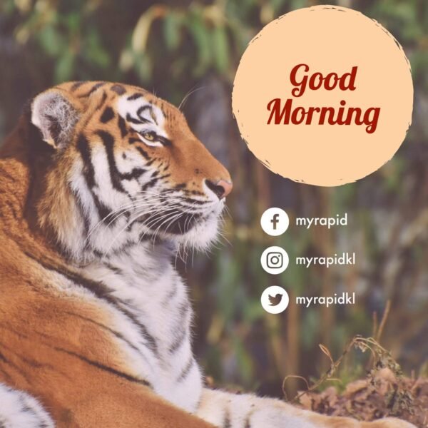 Fantastic Tiger Good Morning Photos