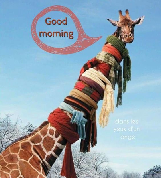 Funny Good Morning Giraffe