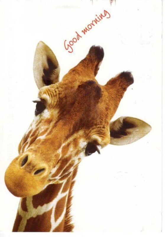 Good Morning Amazing Giraffe Picture