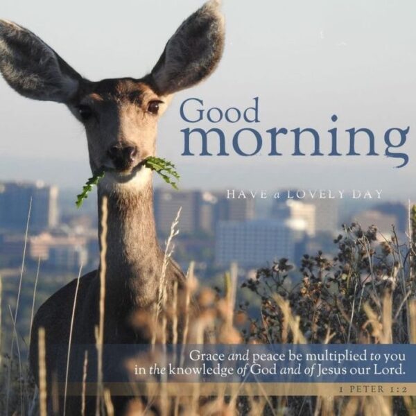 Good Morning Beautiful Deer Pics