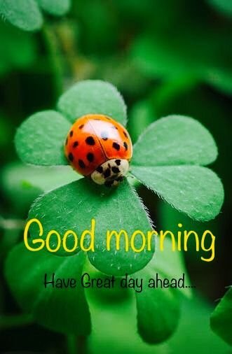 Good Morning Beautiful Ladybug Great Day Ahead
