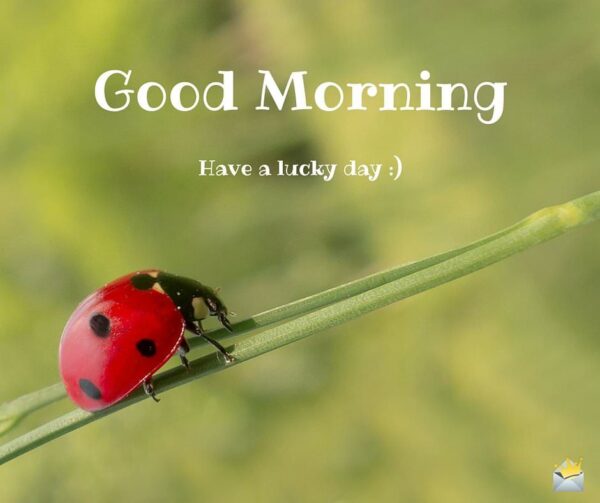 Good Morning Beautiful Ladybug Have A Lucky Day