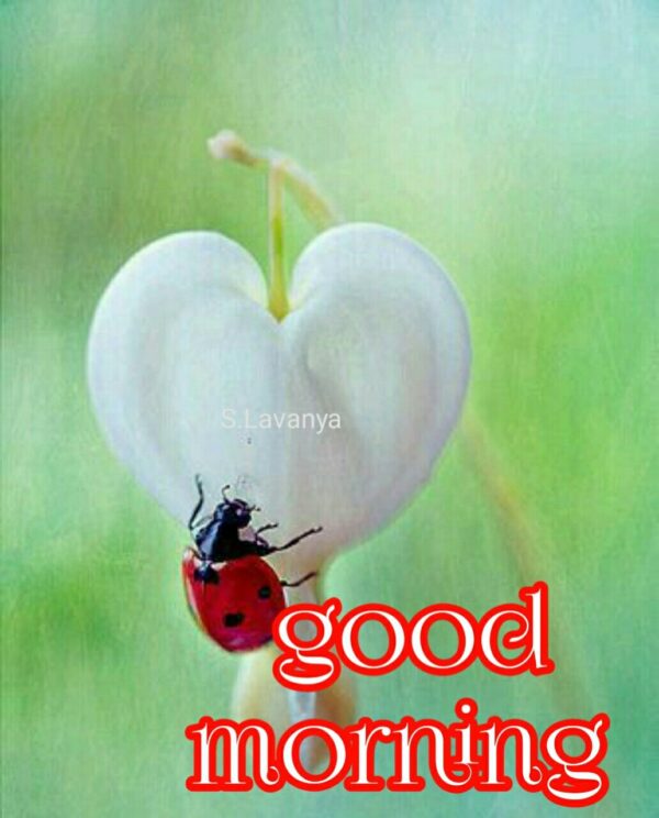 Good Morning Beautiful Ladybug Images