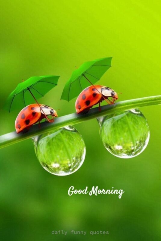 Good Morning Beautiful Ladybug Photo